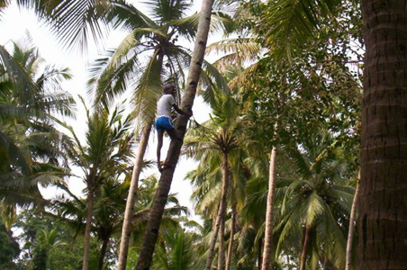 Kerala: Where have all the coconut pluckers gone?