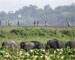 All Indian elephants to move to wildlife parks