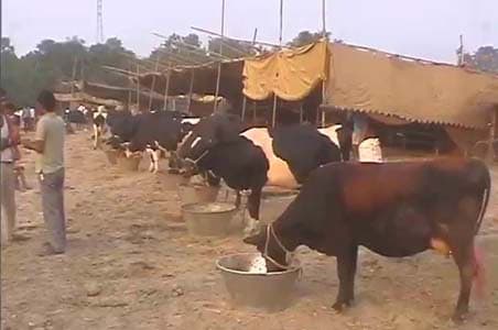 Asia's largest cattle fair opens in Sonepur