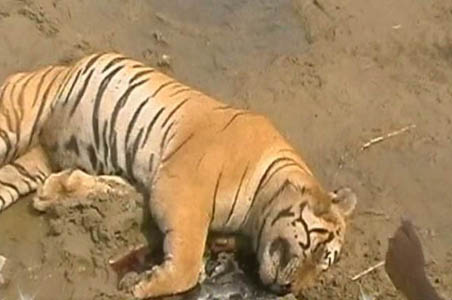 CBI busts international wildlife racket