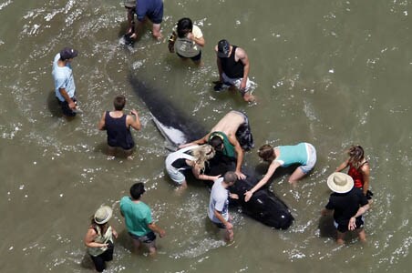 New Zealand: 125 pilot whales die on beaches