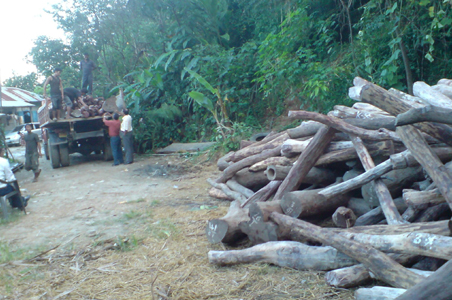 Rare Indian wood smuggled into China