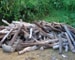 Rare Indian wood smuggled into China