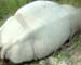 Kaziranga: 10th rhino poached