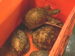Endangered turtles sold in Agartala market Endangered turtles sold in Agartala market