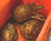 Endangered turtles sold in Agartala market