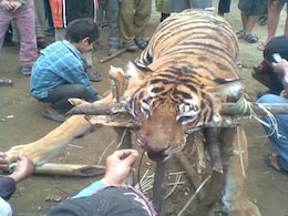 Tiger killed, eaten by villagers in Arunachal Pradesh Tiger killed, eaten by villagers in Arunachal Pradesh
