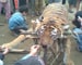 Tiger killed, eaten by villagers in Arunachal Pradesh