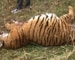 Fifth tiger found dead in Corbett this month