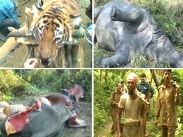Wildlife crisis: 3 animals killed in one week Wildlife crisis: 3 animals killed in one week