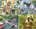 Wildlife crisis: 3 animals killed in one week