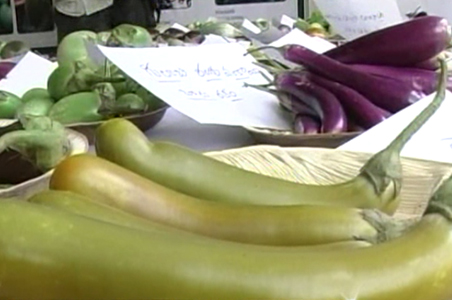 Andhra Pradesh government opposes Bt brinjal