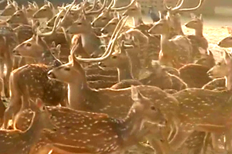 11 cheetals die in Jaipur zoo due to cold