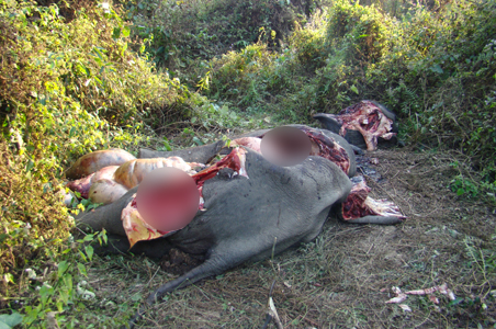 Elephant killed, then eaten in Assam