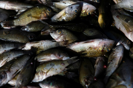 Tamil Nadu Minister Assures 'Fish' Feast For Assembly Members