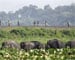Speeding train runs over 4 elephants