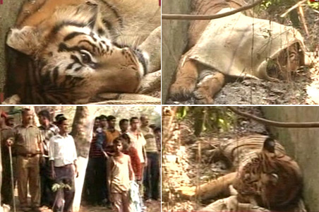 Tigers let loose, visitors panic in Guwahati zoo