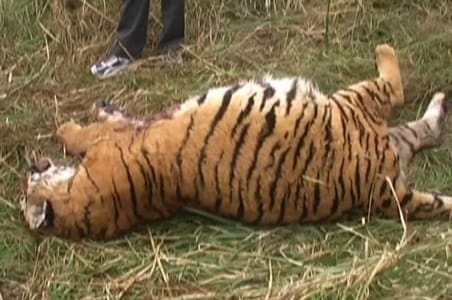 Fourth tiger dies in Corbett Park