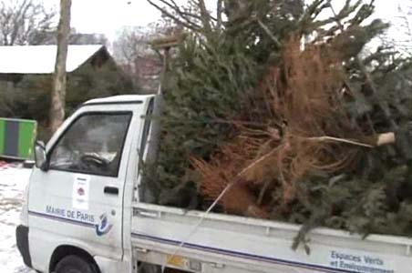 Christmas trees recycled for potting compost