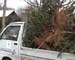 Christmas trees recycled for potting compost