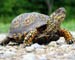 Olive Ridley turtles dying en-masse