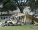 Brazil: Pilot crashes chopper, saves lives