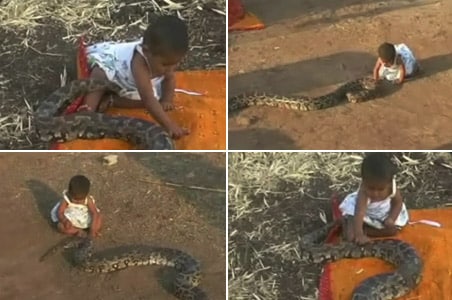 Six-month-old has a pet python