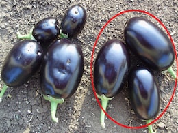 The pros and cons of Bt Brinjal The pros and cons of Bt Brinjal