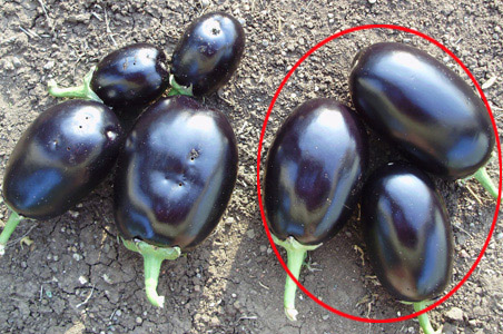 The pros and cons of Bt Brinjal