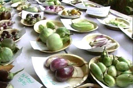 No to Bt Brinjal for now