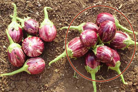 The Bt brinjal saga