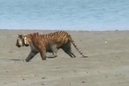 Radio collar for Sunderbans tigress