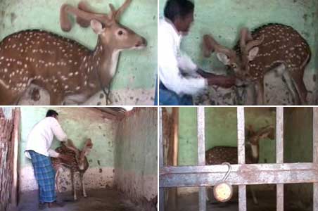 Man keeps swamp deer captive in house