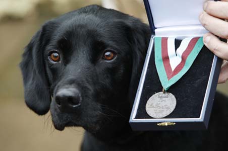 Dog of war: UK Lab fetches medal for bomb-sniffing 