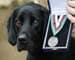 Dog of war: UK Lab fetches medal for bomb-sniffing