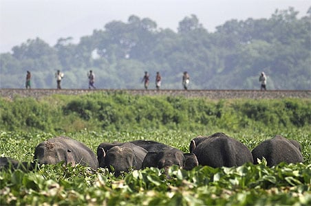 Train hits five elephants, two dead