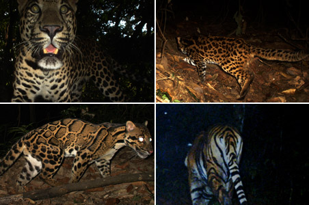 Rare wild cats caught on camera