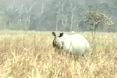 Five rhinos killed in five weeks in Assam