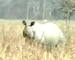 Five rhinos killed in five weeks in Assam