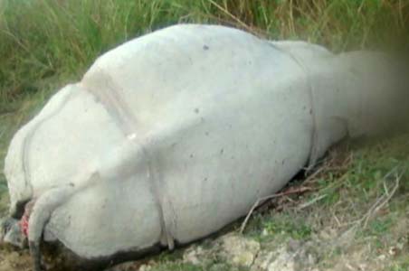 1 more rhino killed in Kaziranga National Park