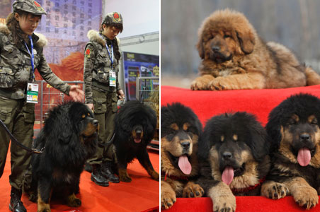 Want to look rich in China? Buy a Tibetan mastiff