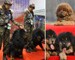 Want to look rich in China? Buy a Tibetan mastiff