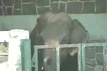 Elephant kills man in Mumbai zoo