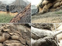 Food grain rots in Punjab as prices soar Food grain rots in Punjab as prices soar