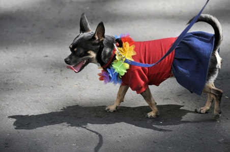 Now, a washing machine for dogs 