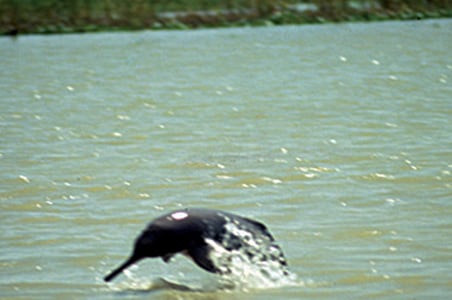 Bad Weather Stalls Dolphin Census in Odisha