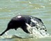 Save the Ganga Dolphin. Only 2000 left