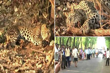 Leopard rescued from highway after 8 hours