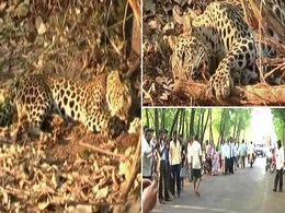 Leopard rescued from highway after 8 hours Leopard rescued from highway after 8 hours