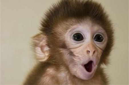 funny baby monkey face